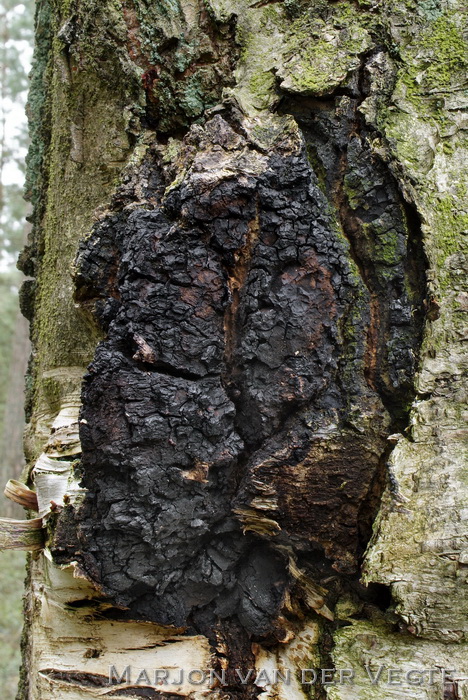 Berkeweerschijnzwam - Inonotus obliquus imperfect